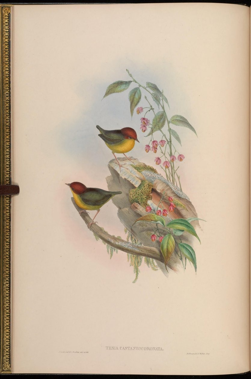 Tesia castaneocoronata = Cettia castaneocoronata av John Gould