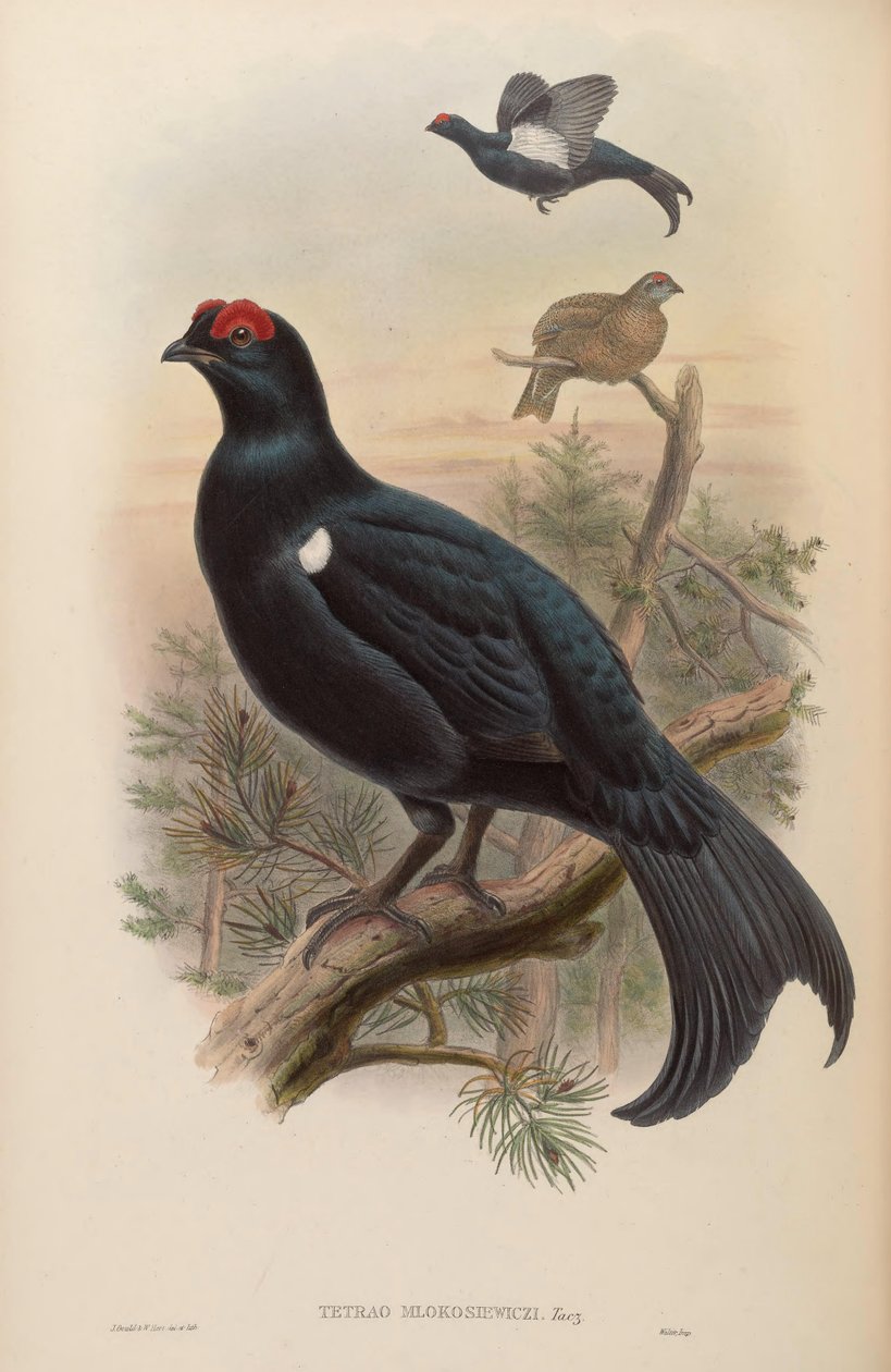Tetrao Mlokosiewiczi av John Gould