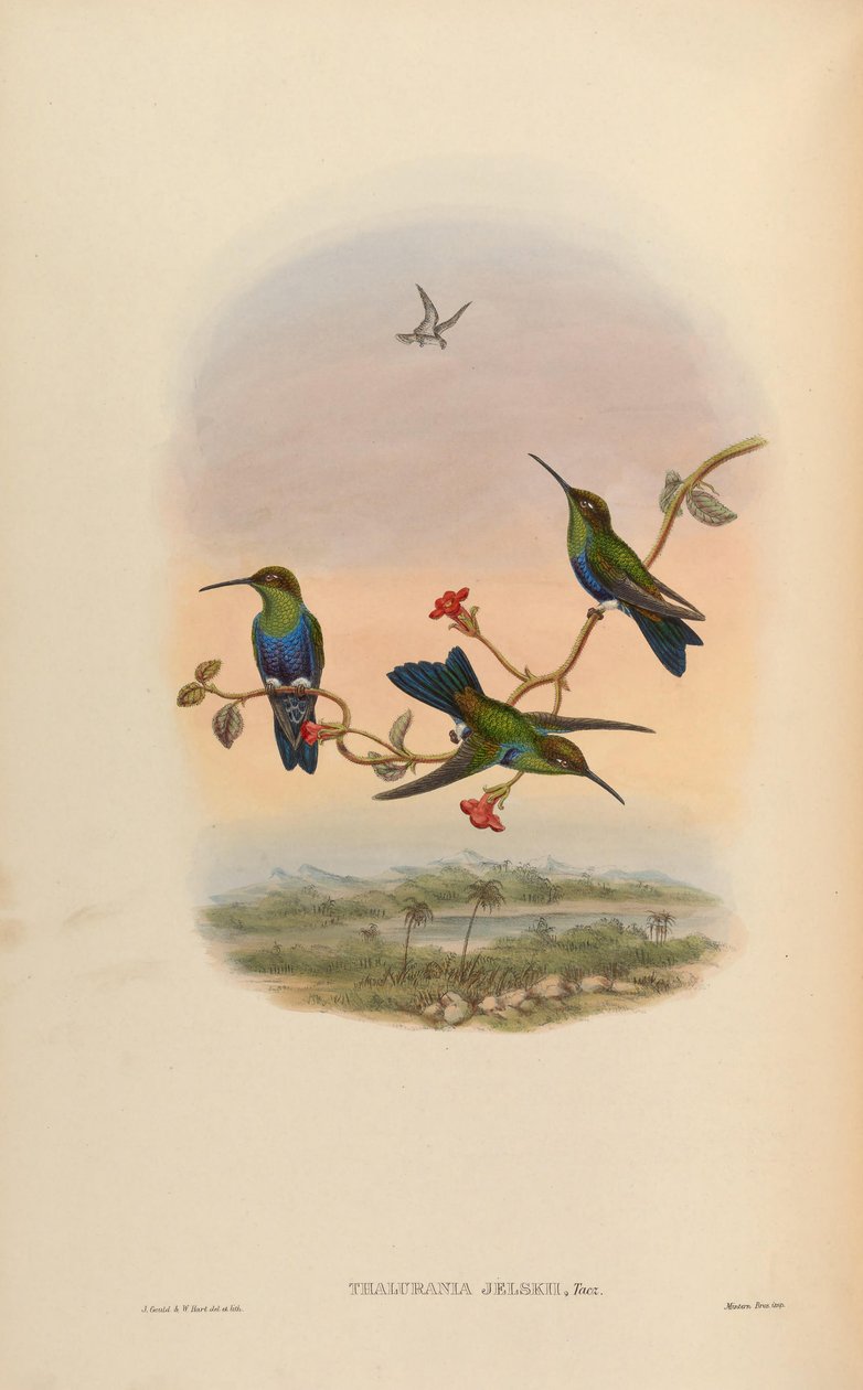 Thalurania jelskii = Thalurania furcata jelskii av John Gould