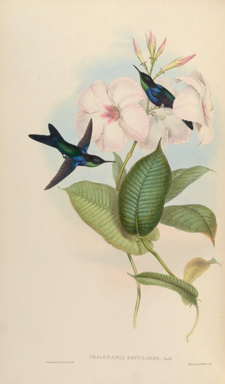 Thalurania röd = av John Gould