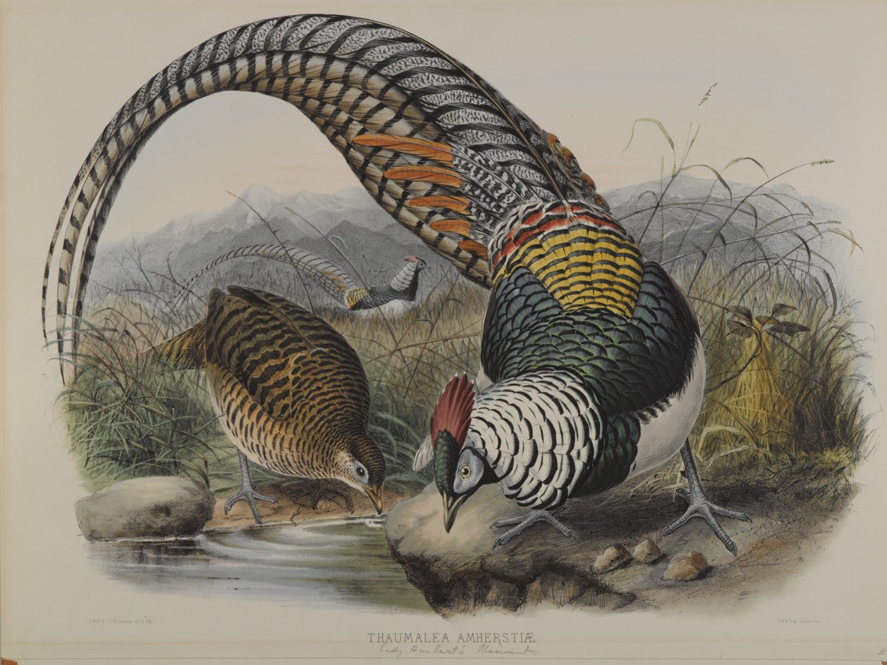 Thaumalea Amherstiae: Lady Amherts fasan av John Gould