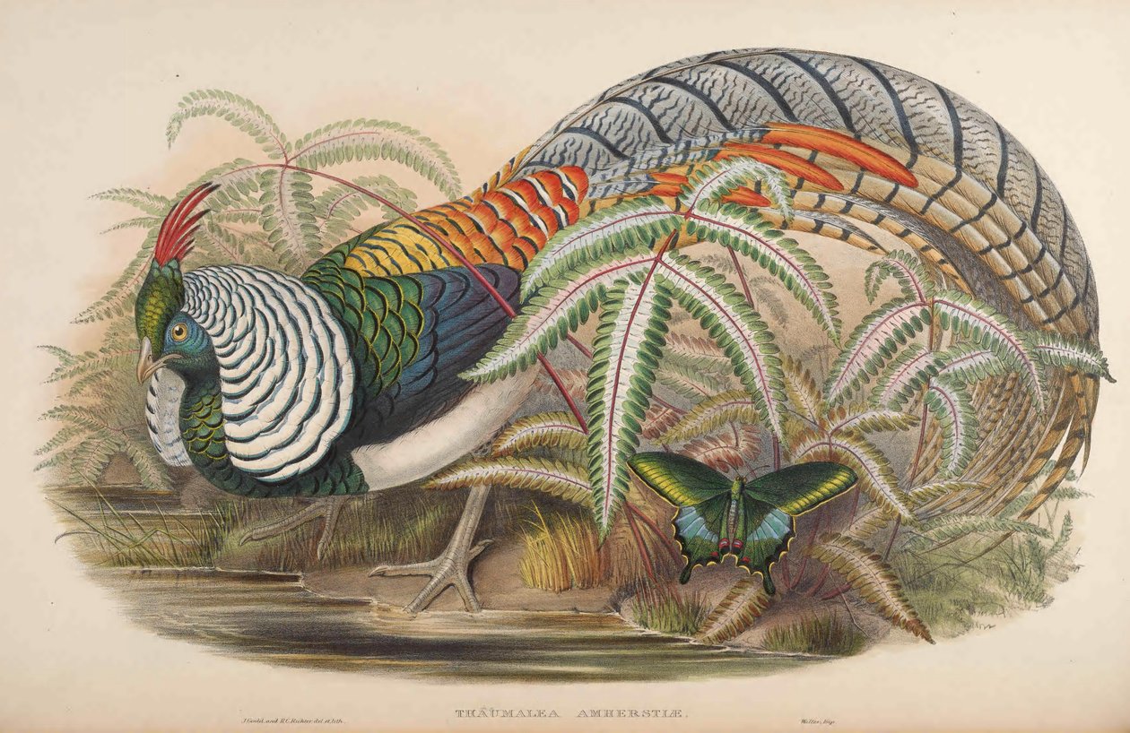 Thaumalea amherstiae = Chrysolophus amherstiae av John Gould