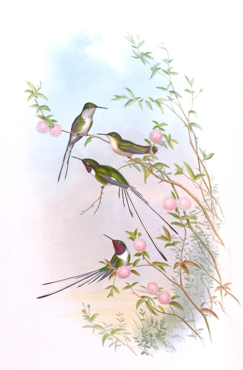 Thaumastura cora in John Gould