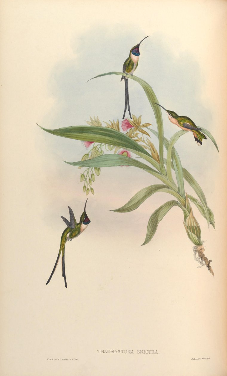 Thaumastura enicura = Doricha enicura av John Gould