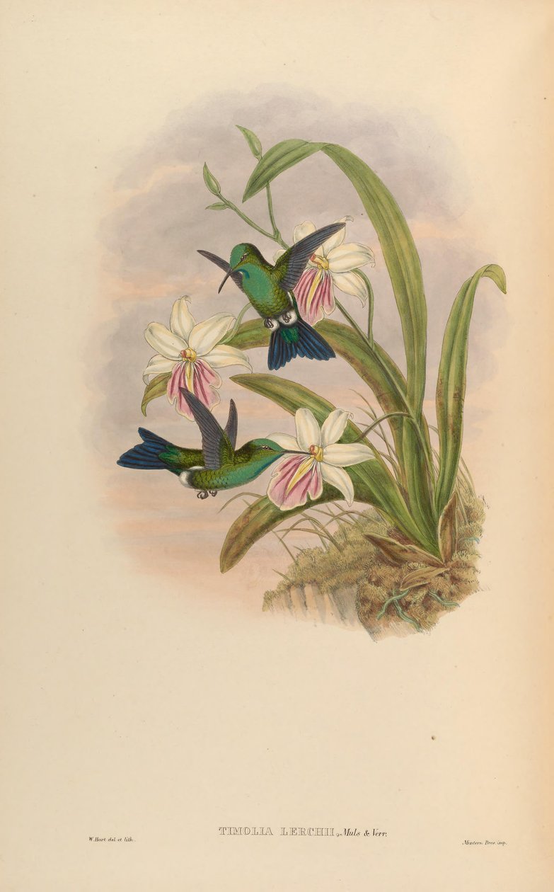Timolia lerchi = Thalurania furcata x Chrysuronia oenone? av John Gould
