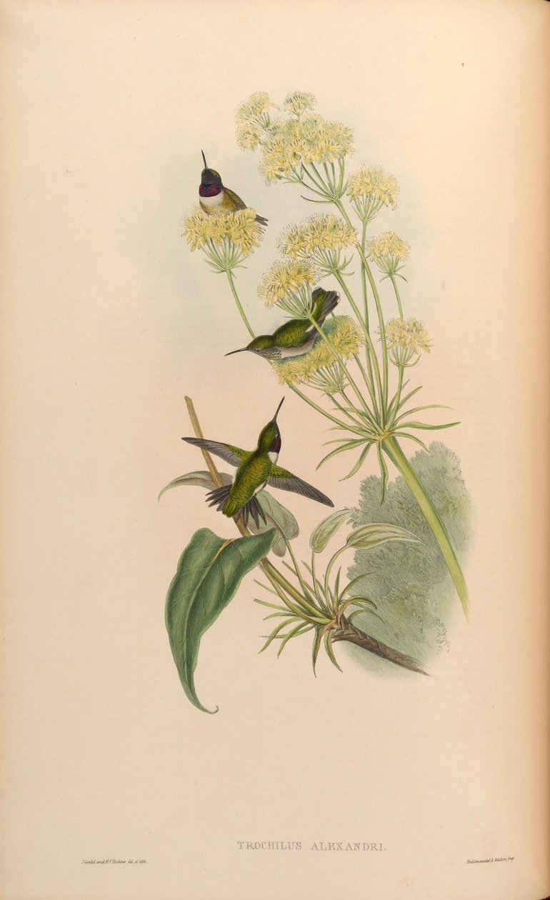 Trochilus alexandri = Archilochus alexandri av John Gould