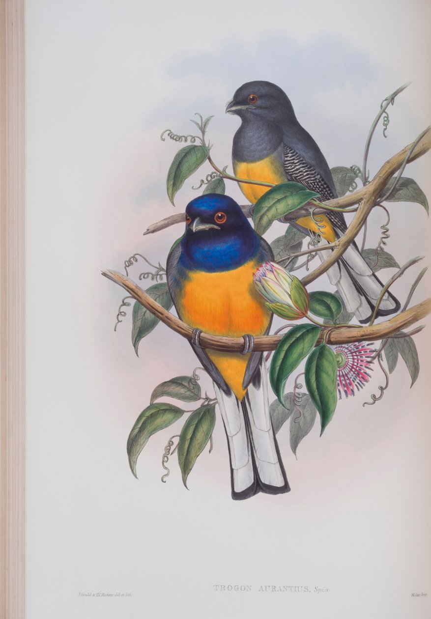 Trogon Aurantius, tallrik från The Birds of Great Britain av John Gould, publicerad 1862-73 (handfärgad litho) av John Gould