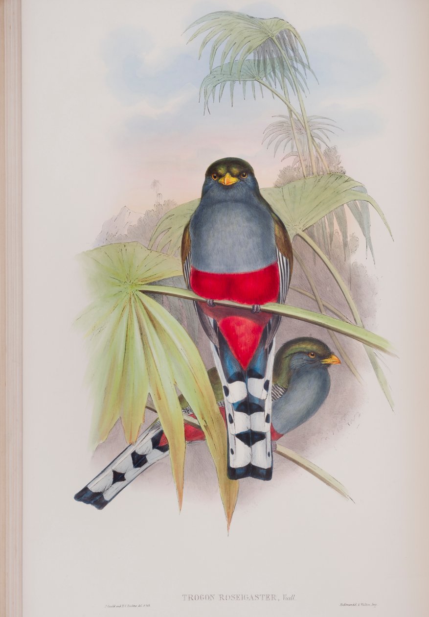Trogon Roseigaster, tallrik från The Birds of Great Britain av John Gould, publicerad 1862-73 (handfärgad lito) av John Gould