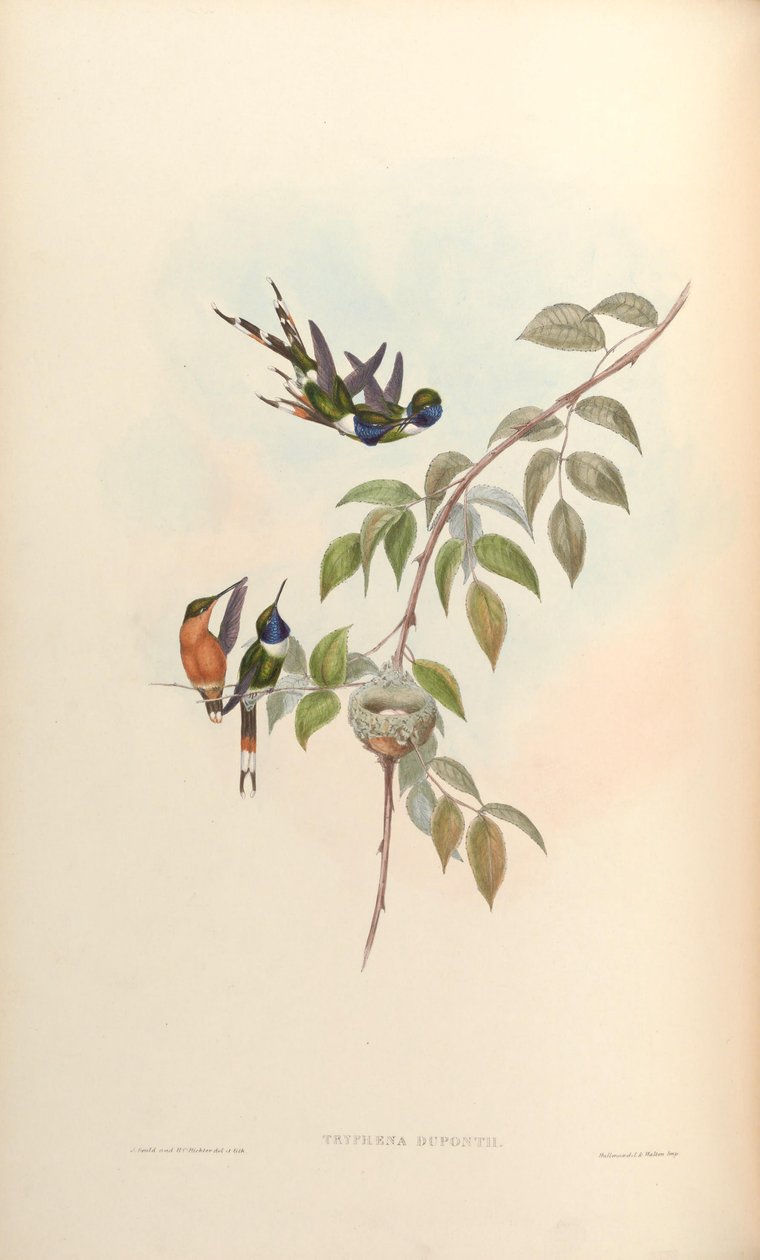 Tryphaena duponti = Tilmatura duponti av John Gould