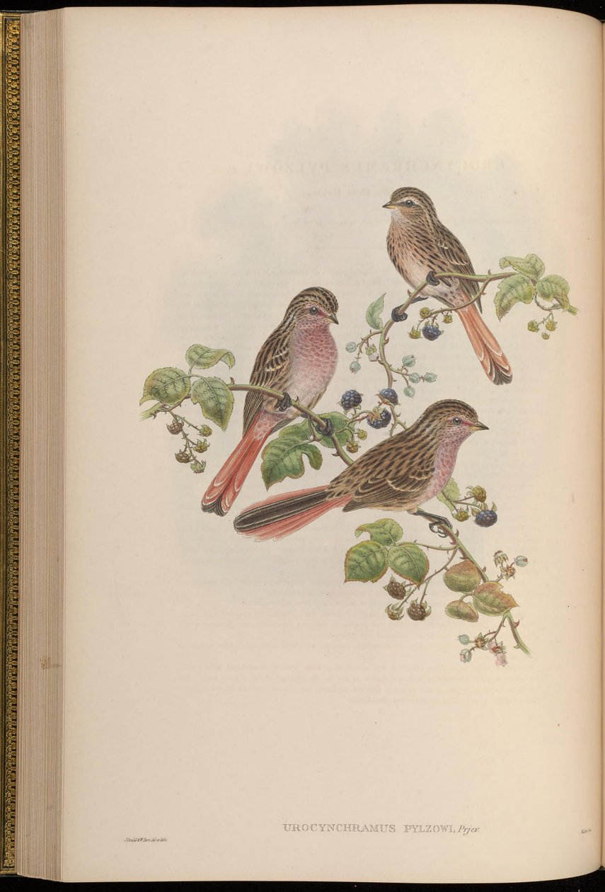 Urocynchramus pylzowi av John Gould
