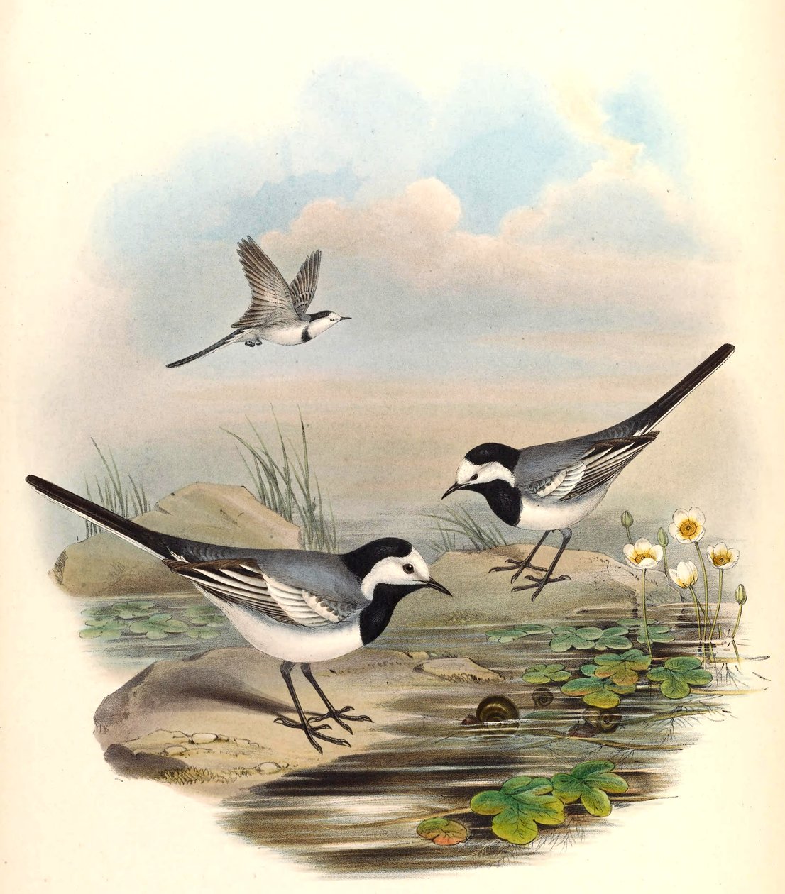 White Wagtail (Pied Wagtail) Motacilla alba Linnaeus av John Gould