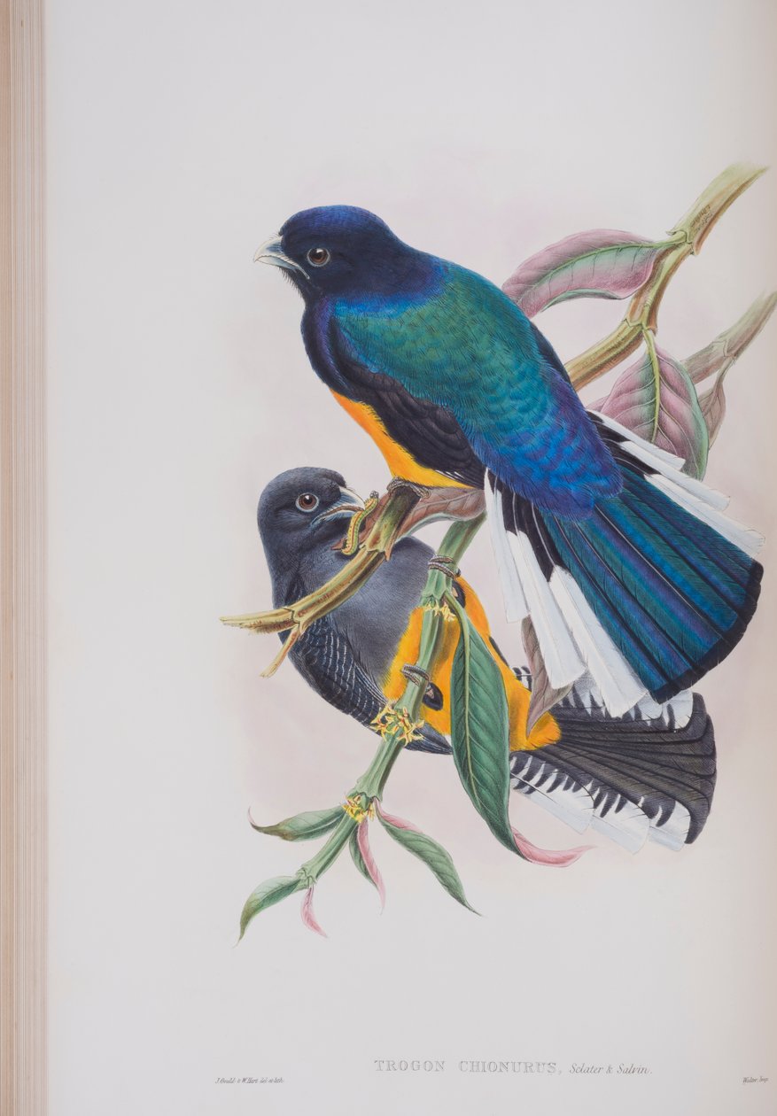 White-tailed Trogon, tallrik från The Birds of Great Britain av John Gould, publicerad 1862-73 (handfärgad litho) av John Gould