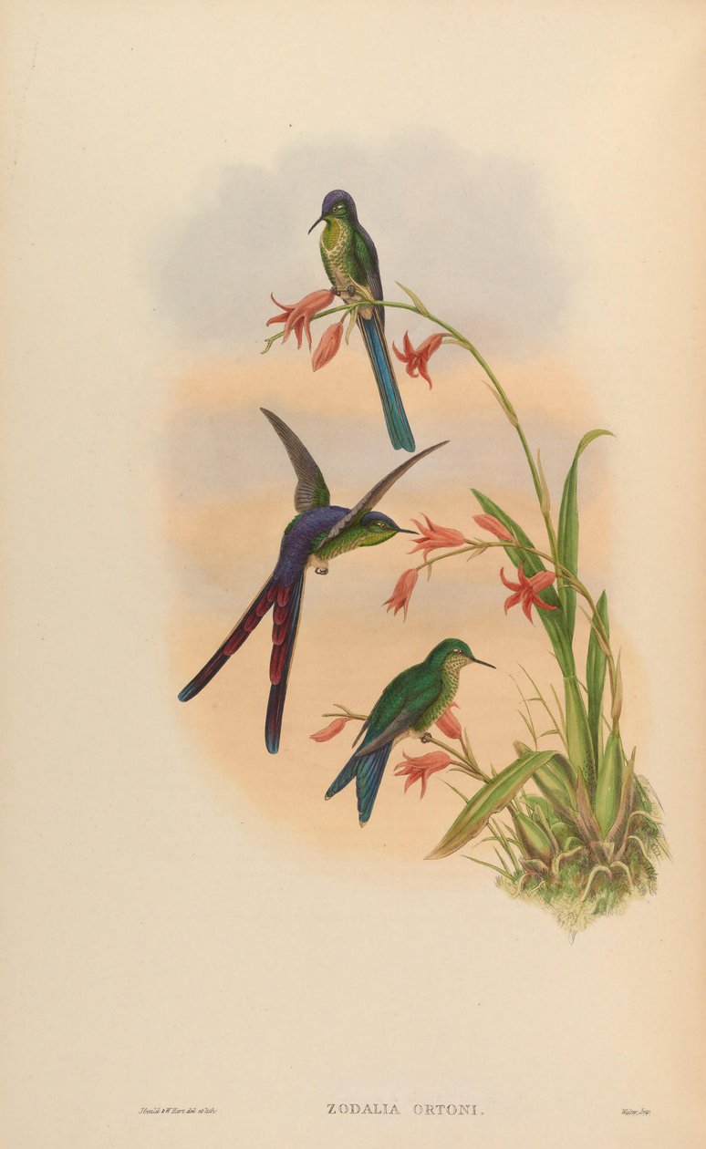Zodalia ortoni = Lesbia av seger av John Gould