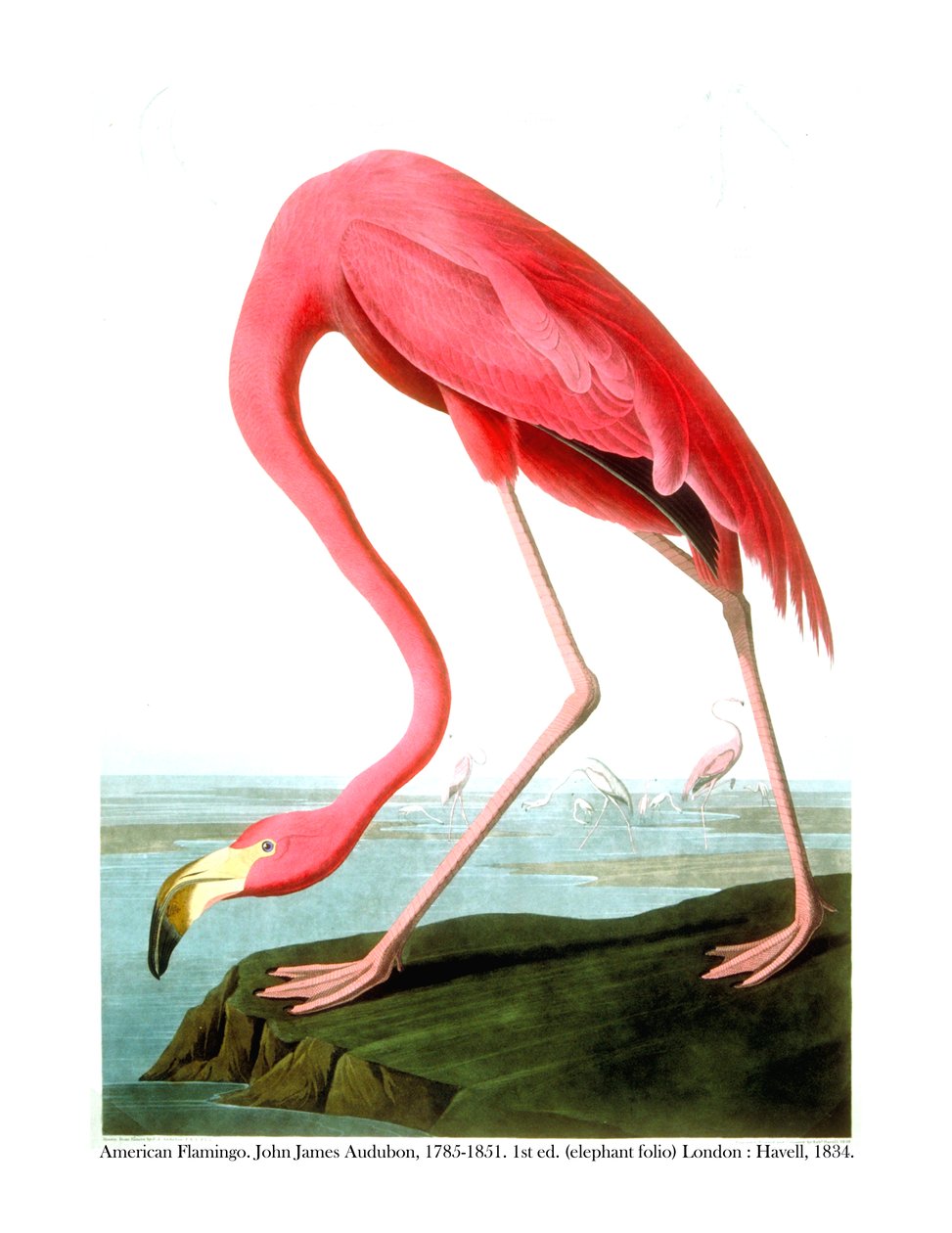 Amerikansk flamingo, 1834 av John James Audubon