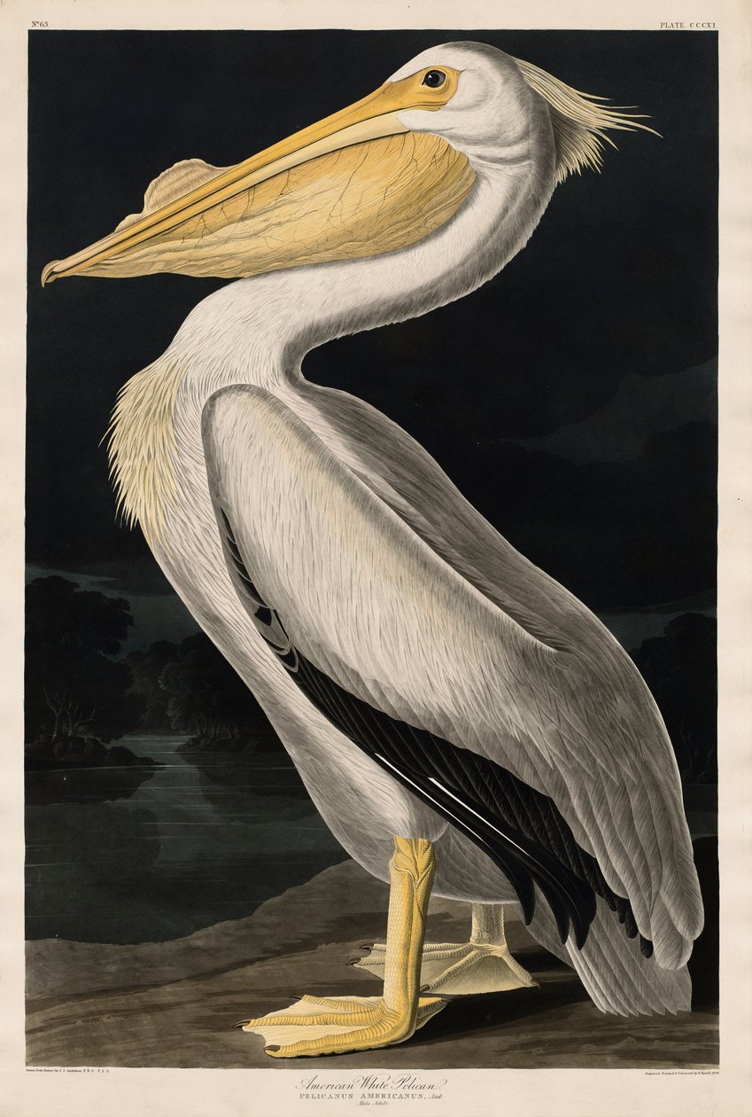 Amerikansk vit pelikan, 1836 av John James Audubon