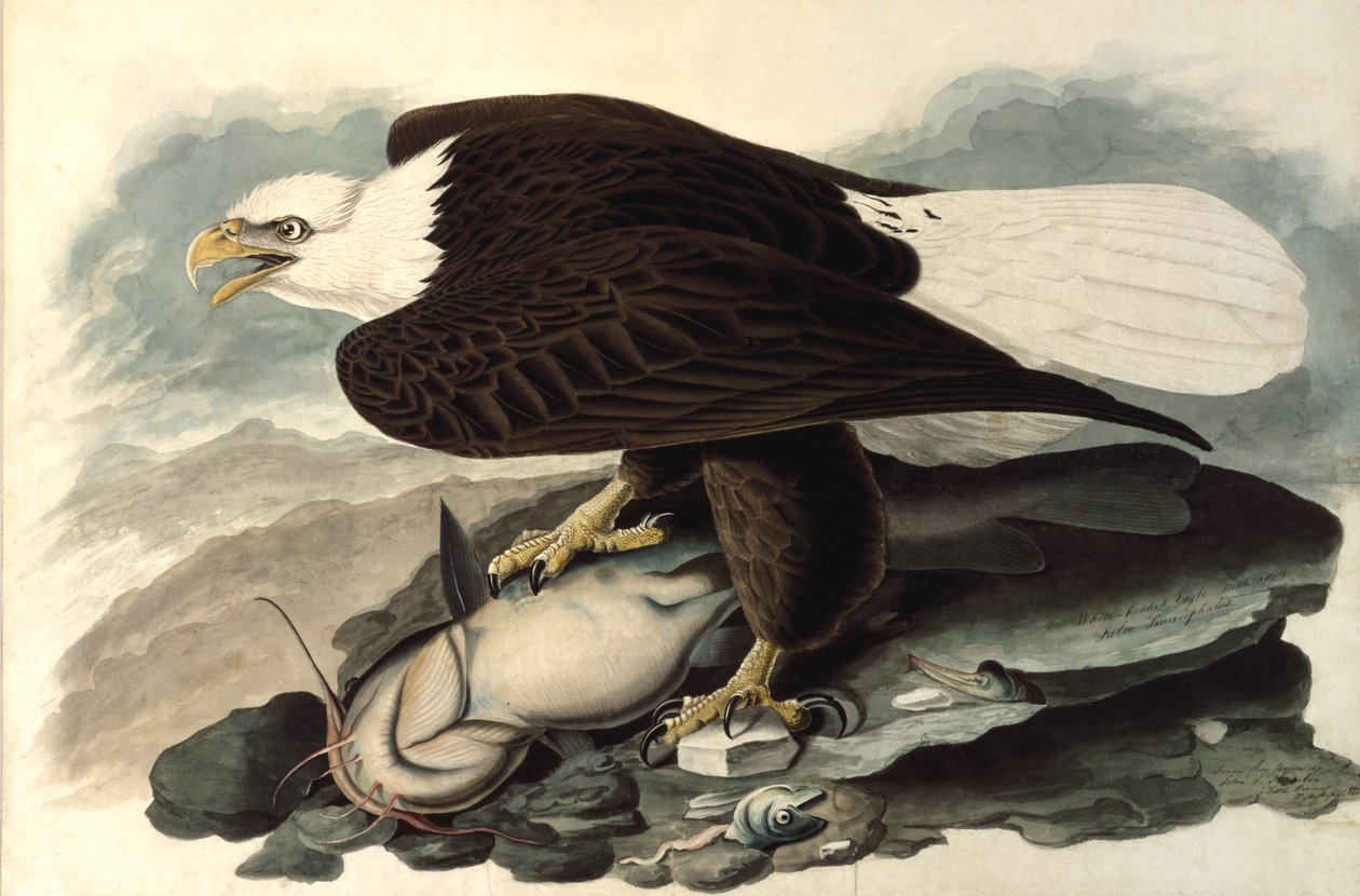 Bald Eagle, 1828 (wc, pastell och grafit på papper) av John James Audubon