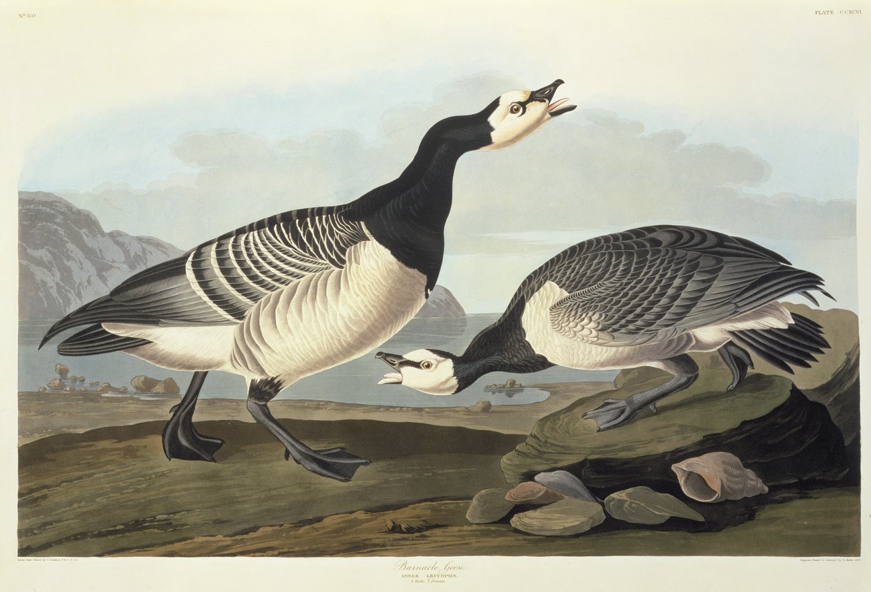 Bramgäss av John James Audubon