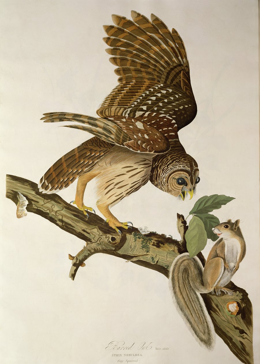 Barred Owl, från "Birds of America" (Fåglar i Amerika) av John James Audubon