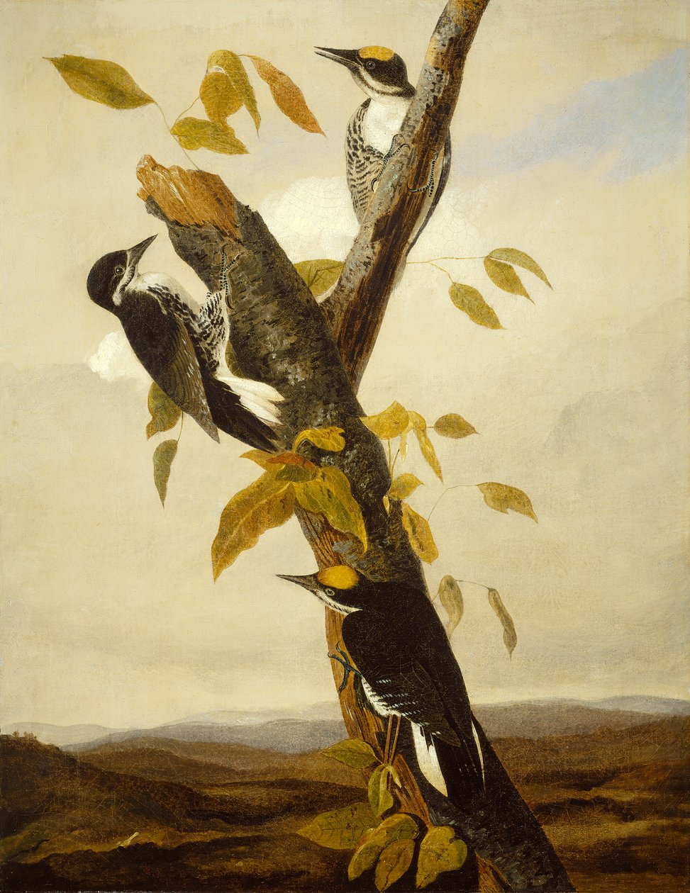 Svartryggad tretåig hackspett, 1831-3 (penna och olja på duk) av John James Audubon