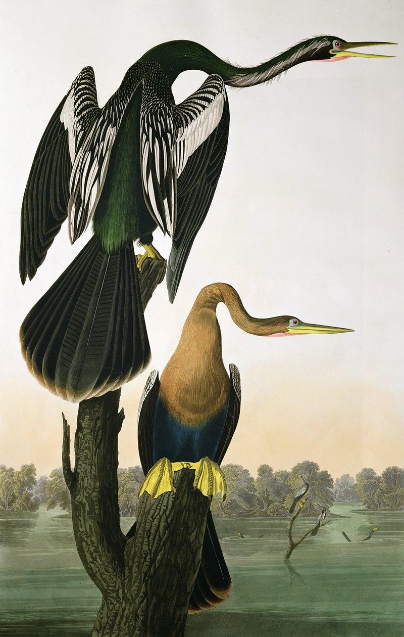 Black-Billed Darter, från 