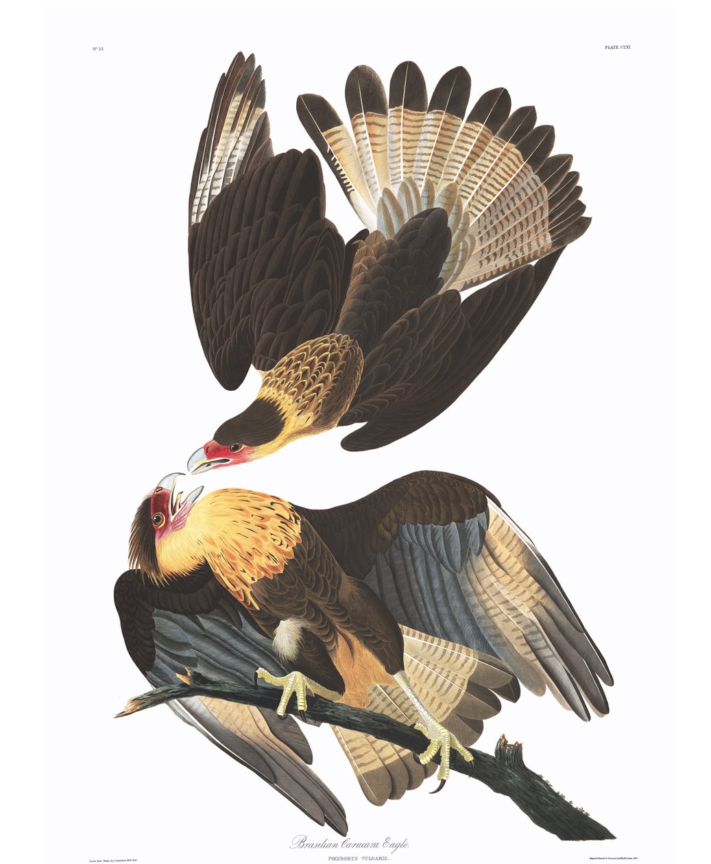 Brasilian Caracara Eagle (Polyborus vulgaris) av John James Audubon