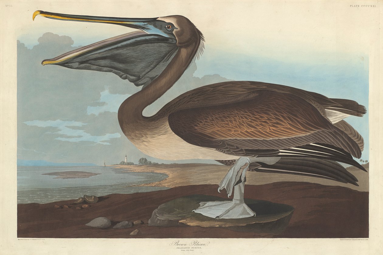Brun pelikan, 1838 av John James Audubon