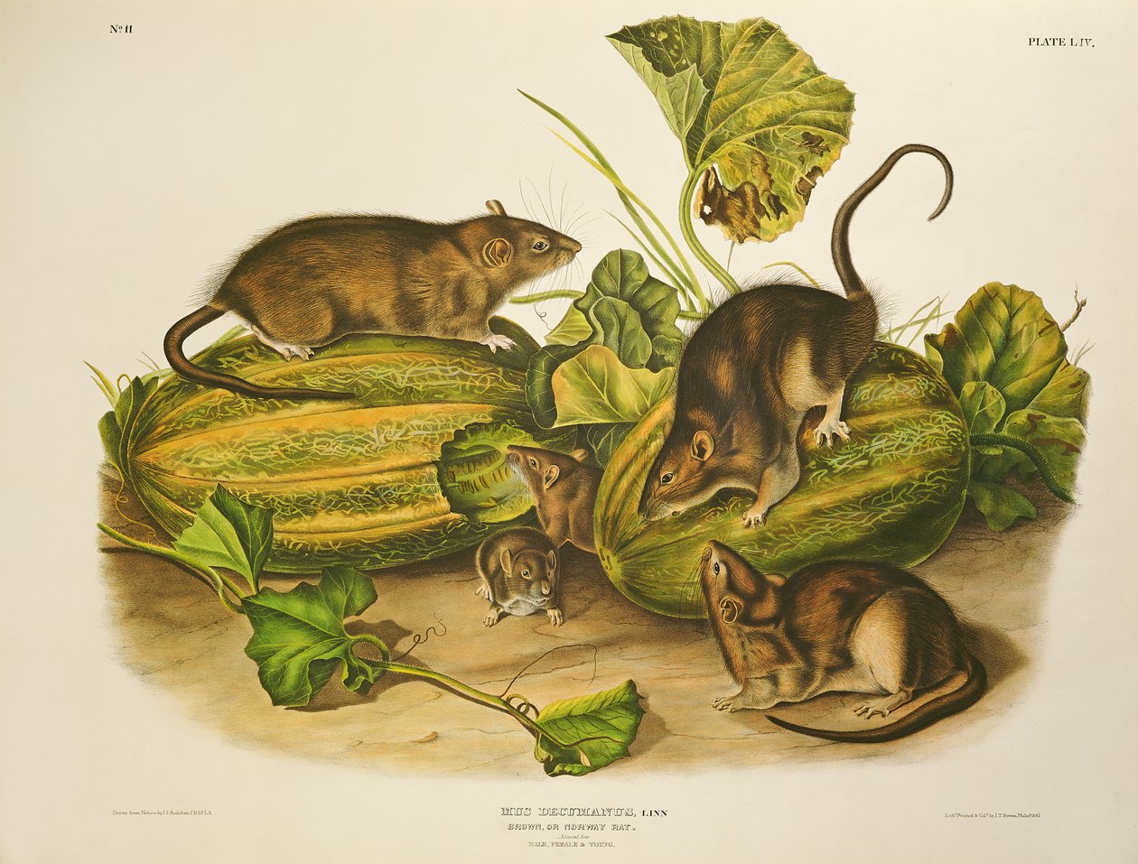 Brown, eller Norway Rat, graverad av John T. Bowen (1801-c.56) publicerad 1845 av John James Audubon