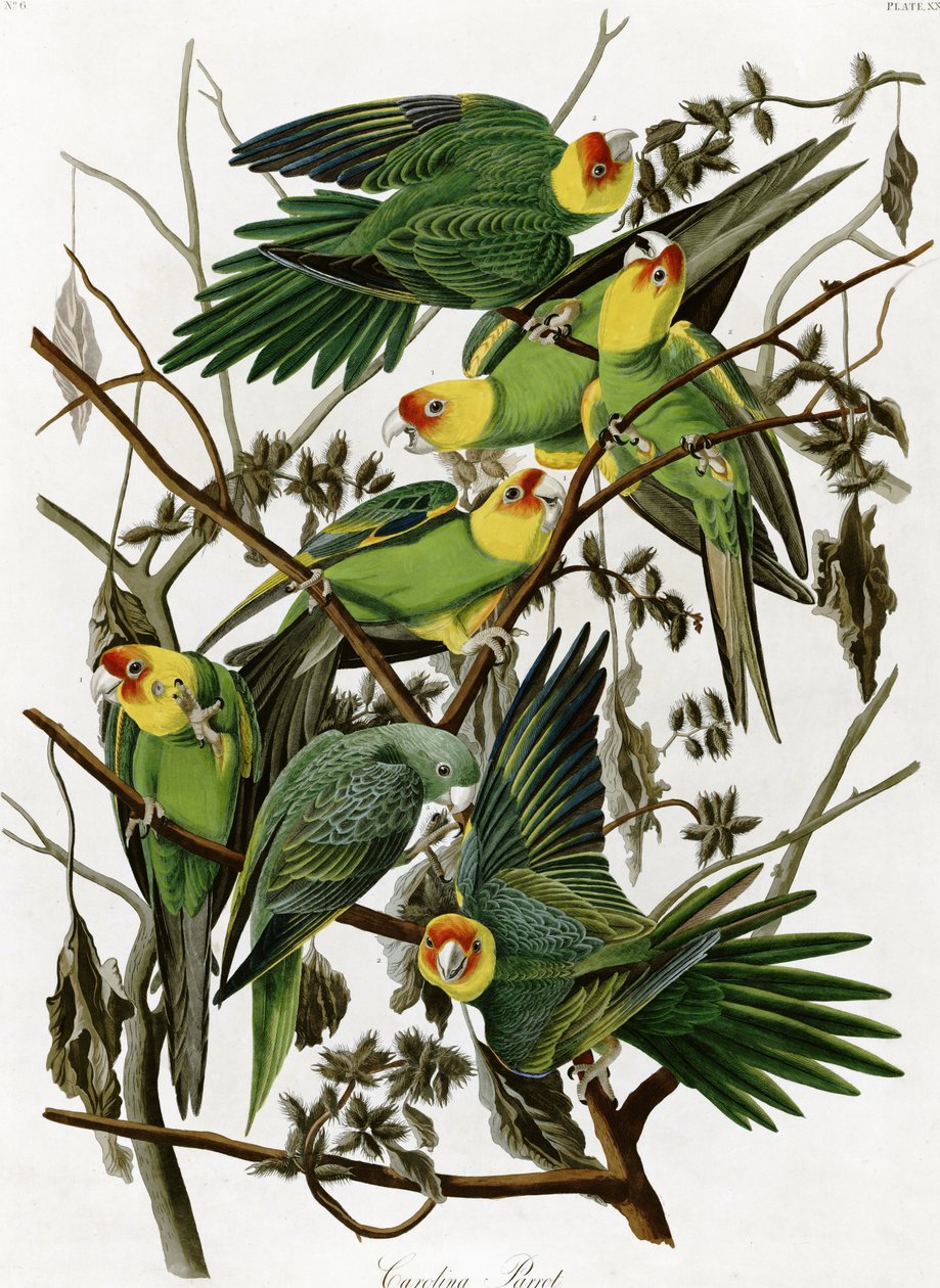 Carolina parakeets by John James Audubon (1833) av John James Audubon