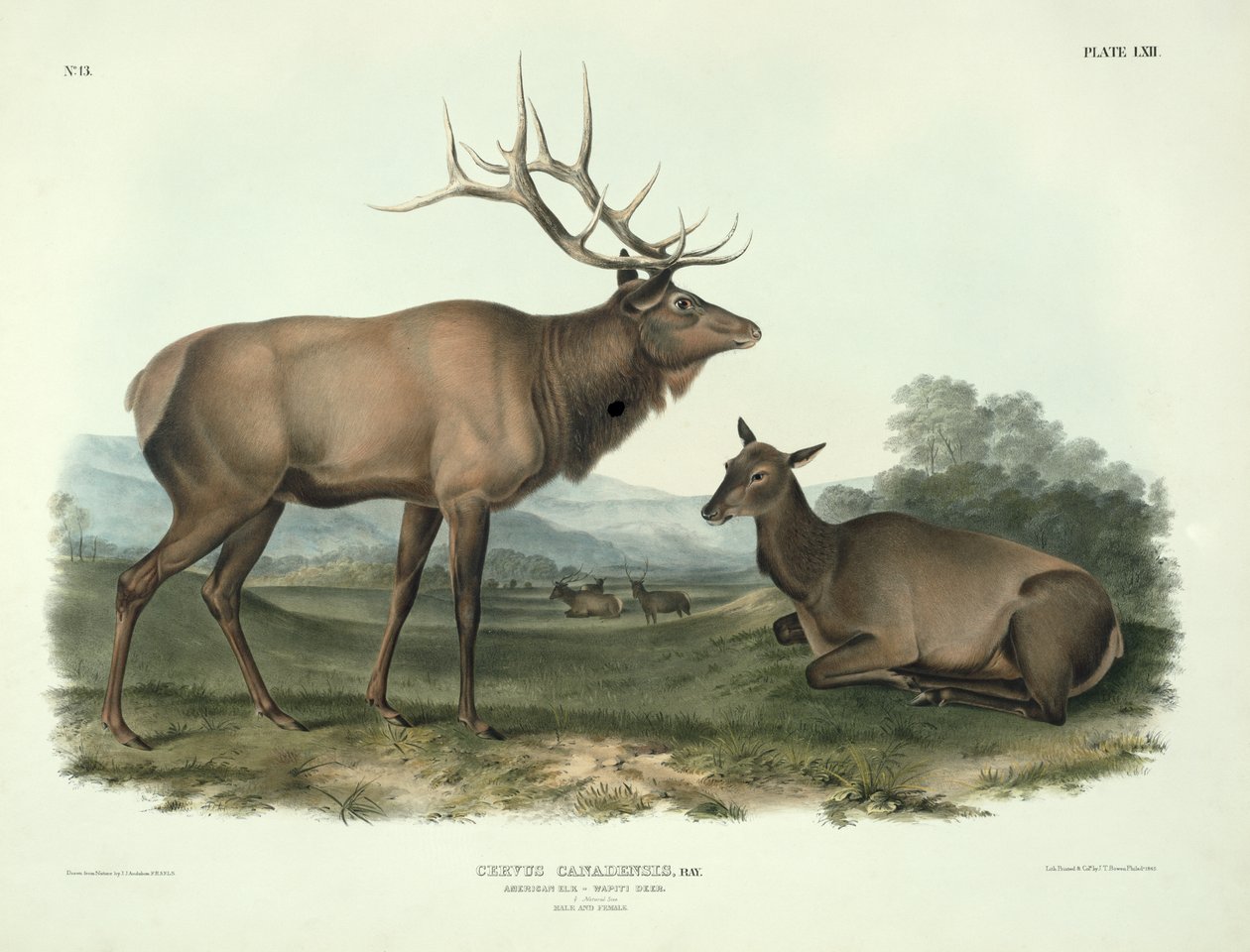 Cervus Canadensis (American Elk, Wapiti Deer), plåt 62 från 