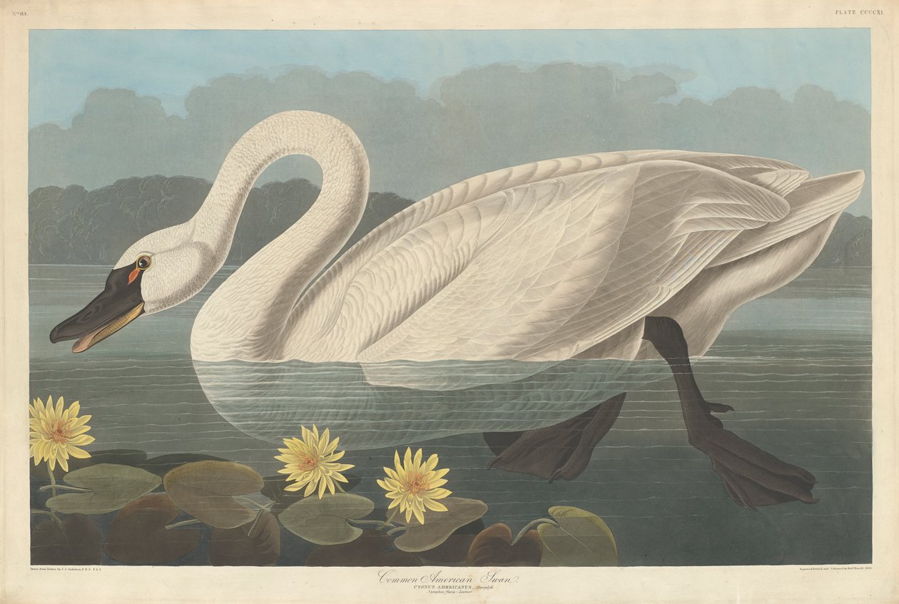 Vanlig amerikansk svan, 1838 av John James Audubon