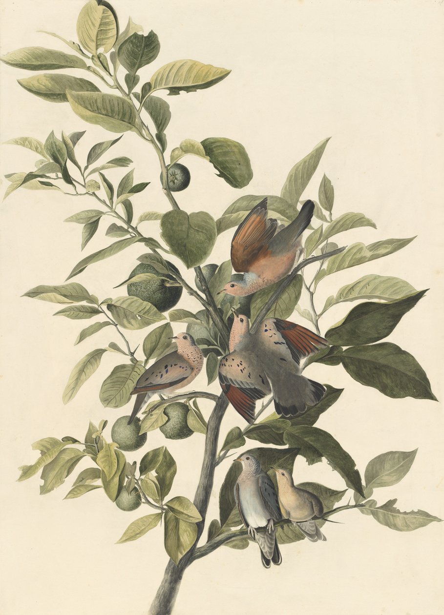 Common Ground Dove (penna och wc på papper) av John James Audubon
