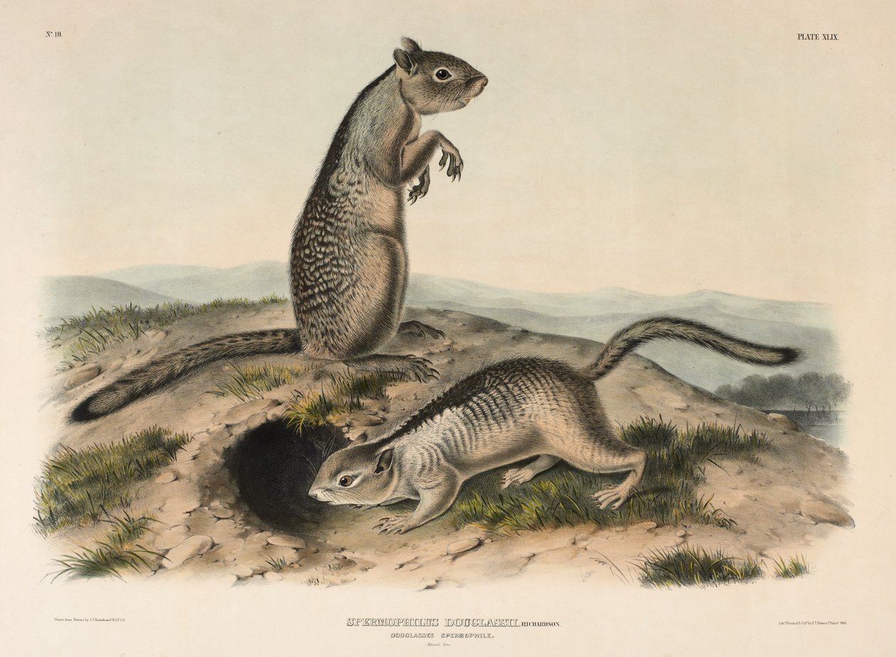 Douglasses Spermophile (Spermophillus Douglassii), 1844 (handkolorerad litografi) av John James Audubon