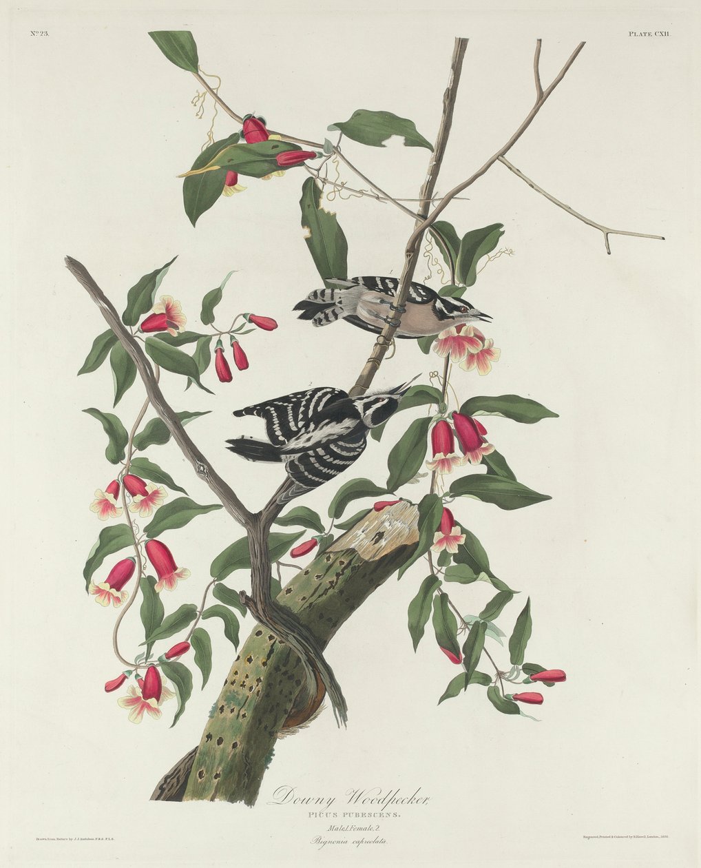 Dunig hackspett, 1831 av John James Audubon