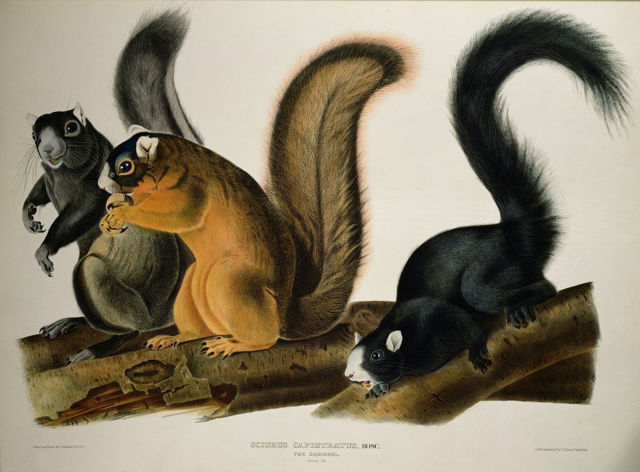 Räv ekorre, från "Quadrupeds of America", 1845 av John James Audubon