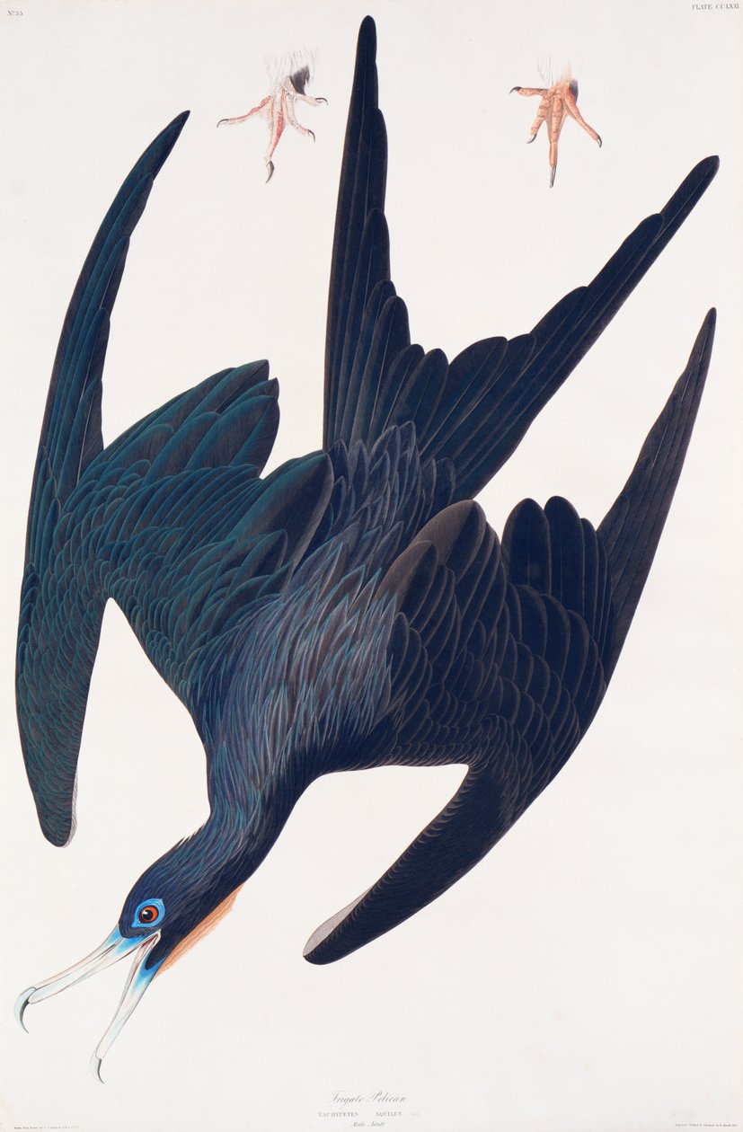 Frigate Penguin, illustration från Birds of America, 1835 (handkolorerad gravyr och akvatint) av John James Audubon