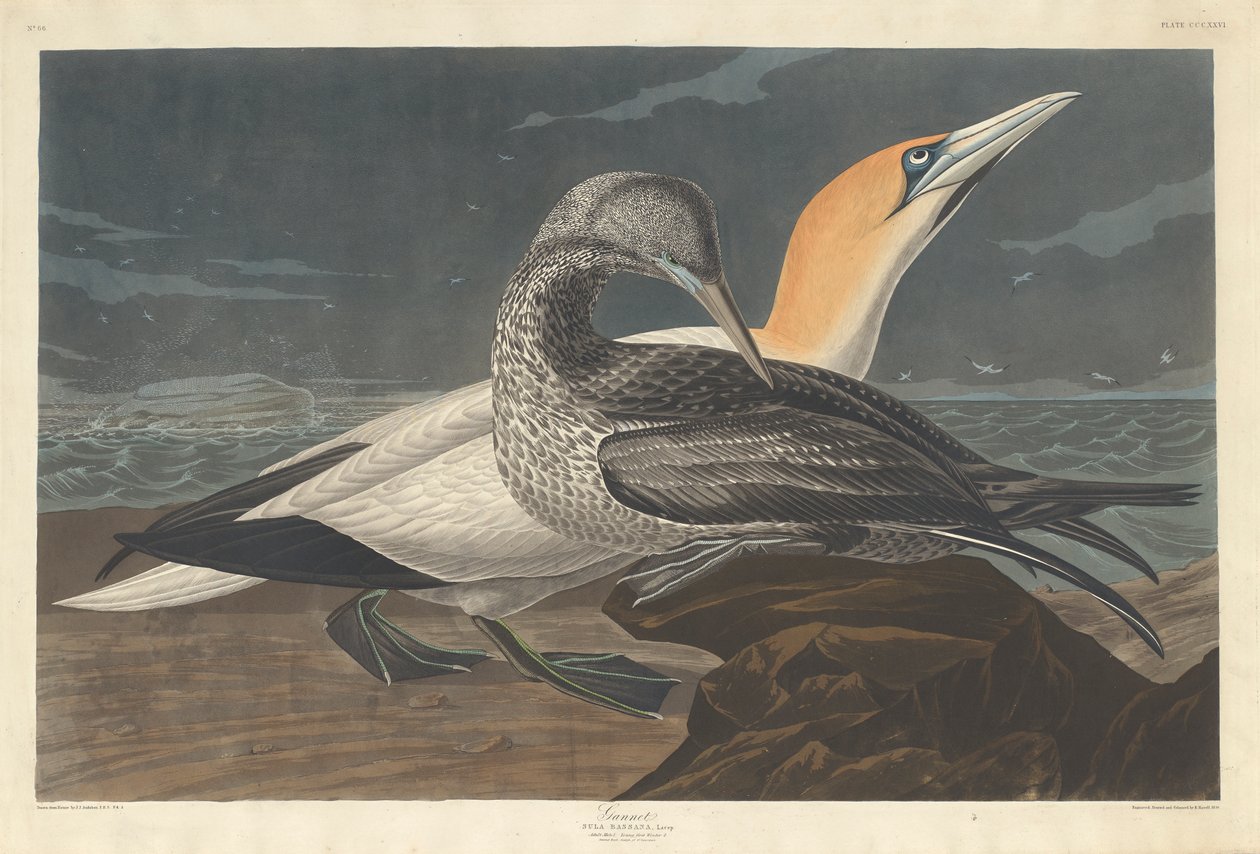 Gannet, 1836 av John James Audubon