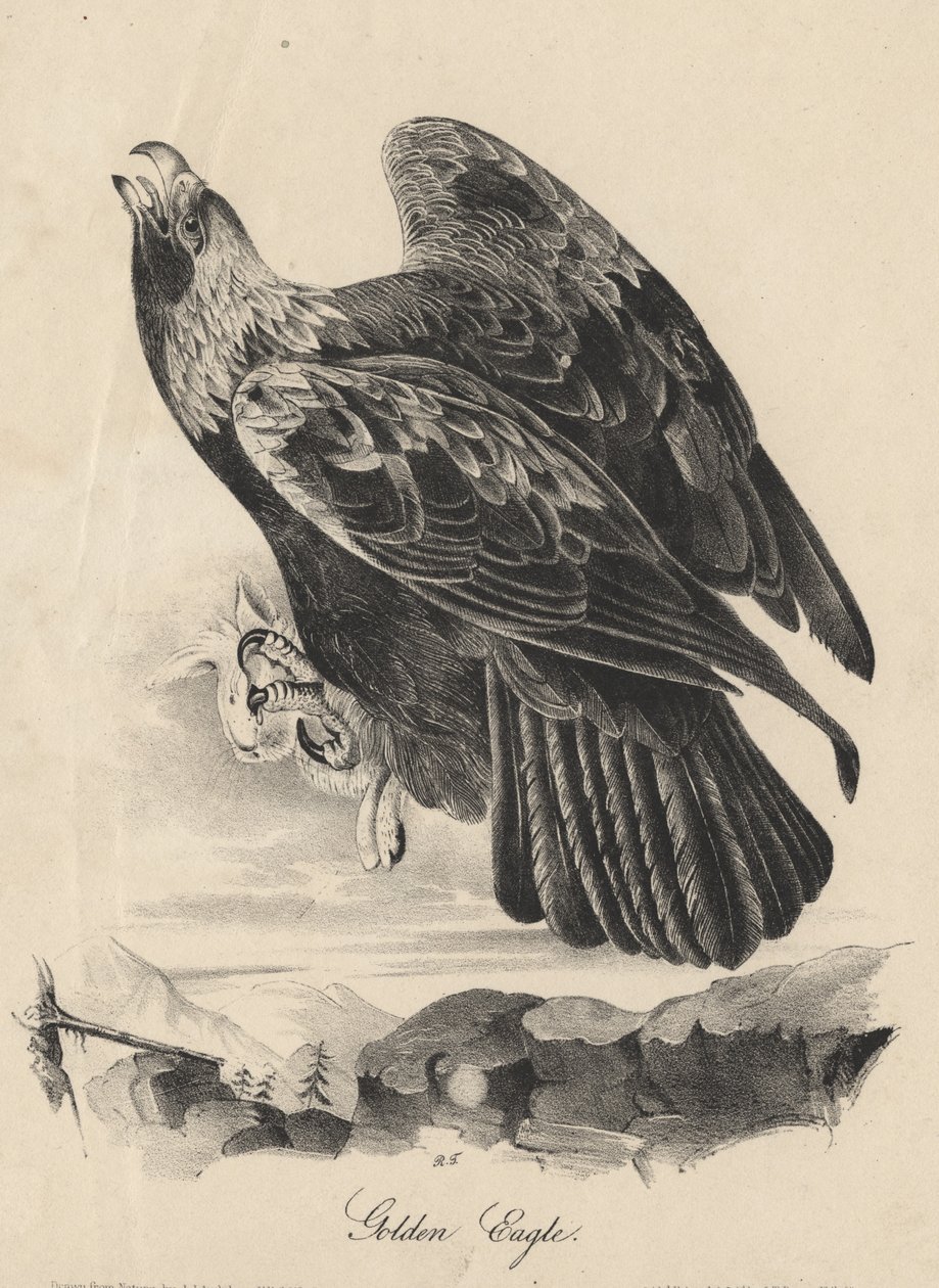Golden Eagle, litho av J.T. Bowen, från "Birds of America", 1840 av John James Audubon
