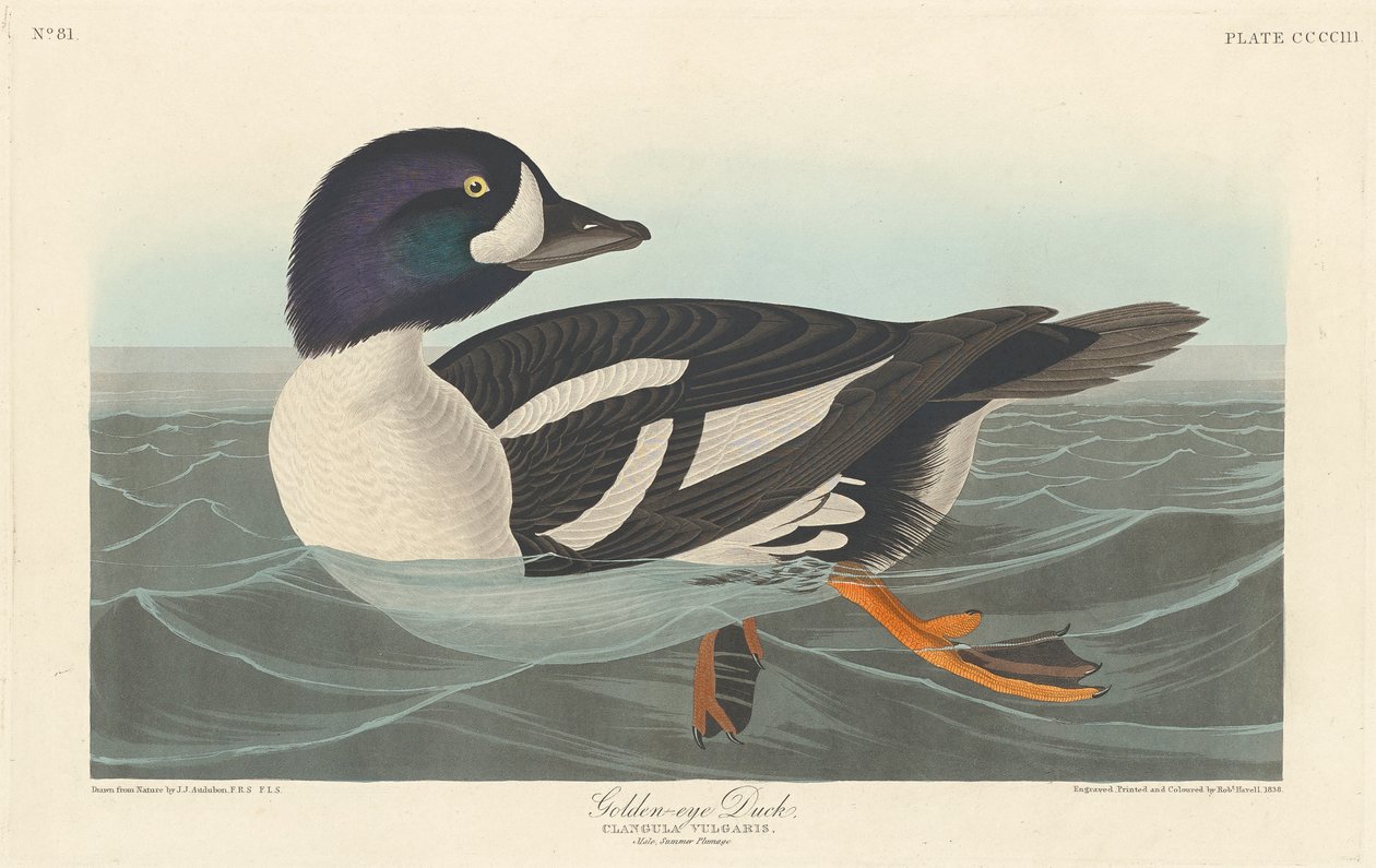 Guldöga anka, 1836 av John James Audubon
