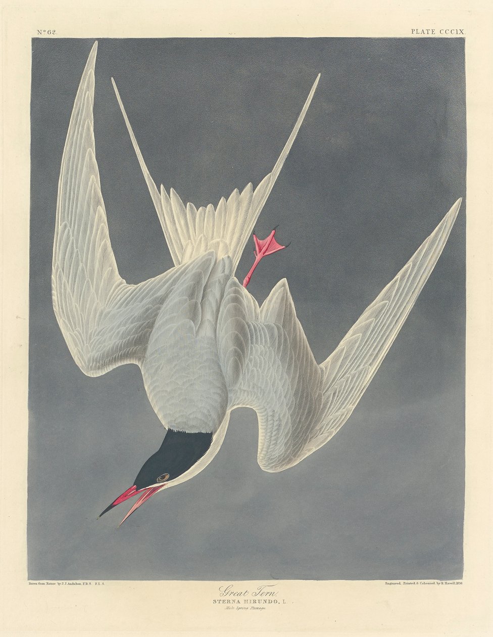 Stortärna, 1836 av John James Audubon
