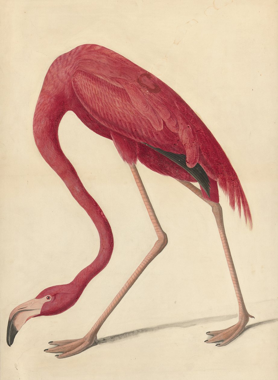 Greater Flamingo, 1838 (wc, äggvita och grafit på papper) av John James Audubon