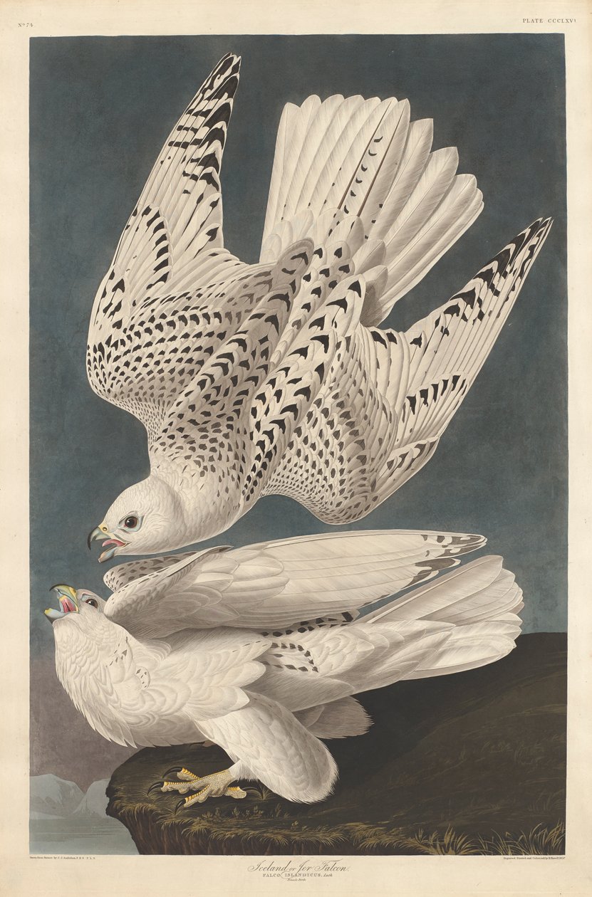 Island eller Jer Falcon, 1837 av John James Audubon