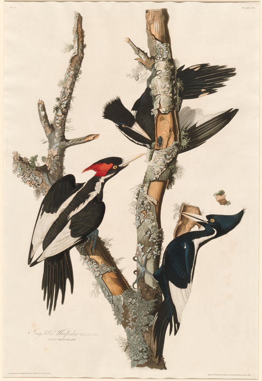 Elfenbensnäbbad hackspett, 1829 av John James Audubon