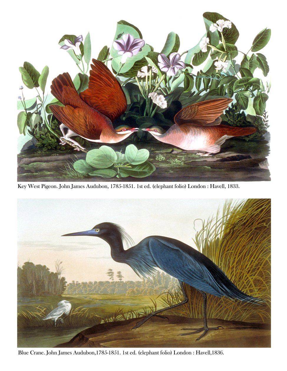 Key West Pigeon and Blue Crane, ca 1833-36 av John James Audubon