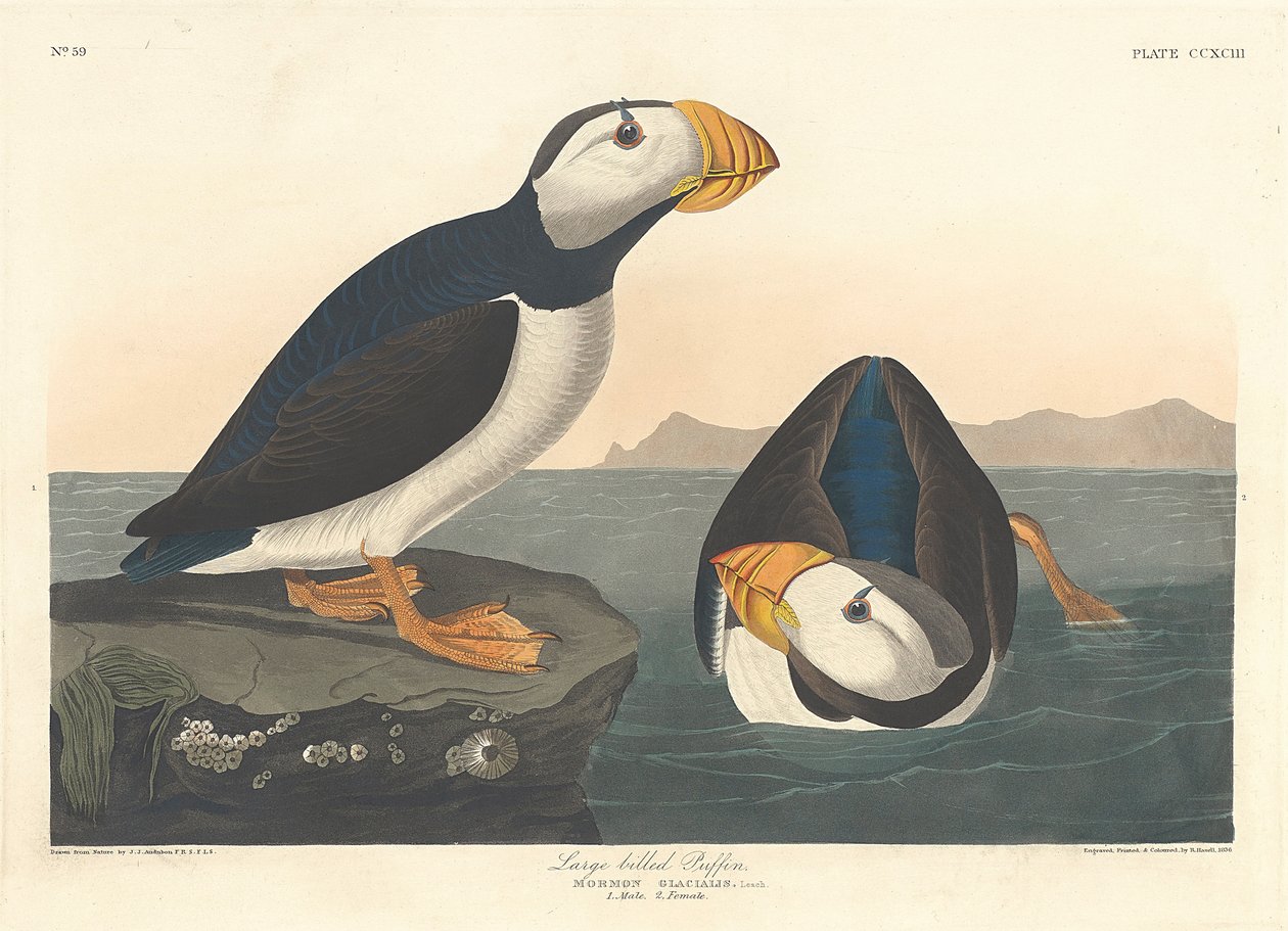 Stornäbbad lunnefågel, 1836 av John James Audubon