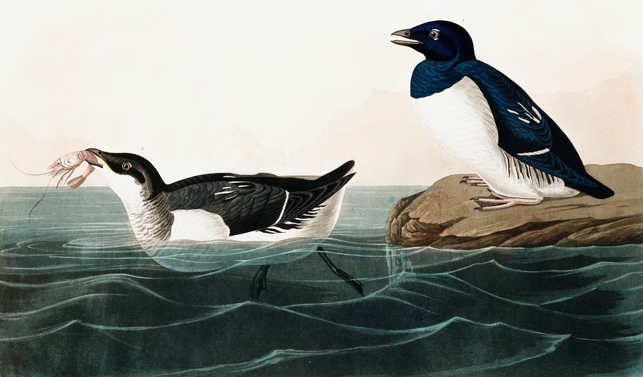 Little Auk, Uria Alle, från The Birds of America av John J. Audubon, pub. 1827-38 (handfärgad gravyr) av John James Audubon
