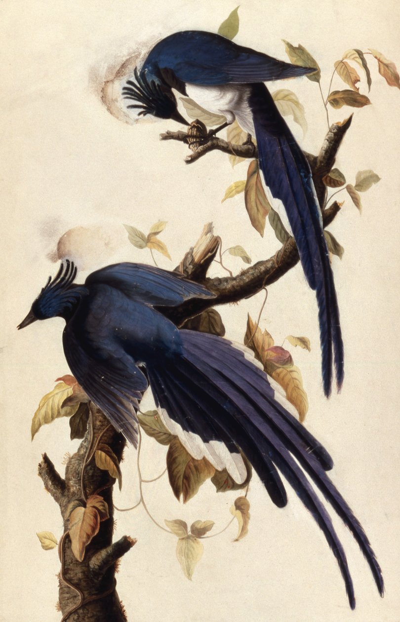 Magpie Jay, 1829 (wc, collage och grafit på papper) av John James Audubon