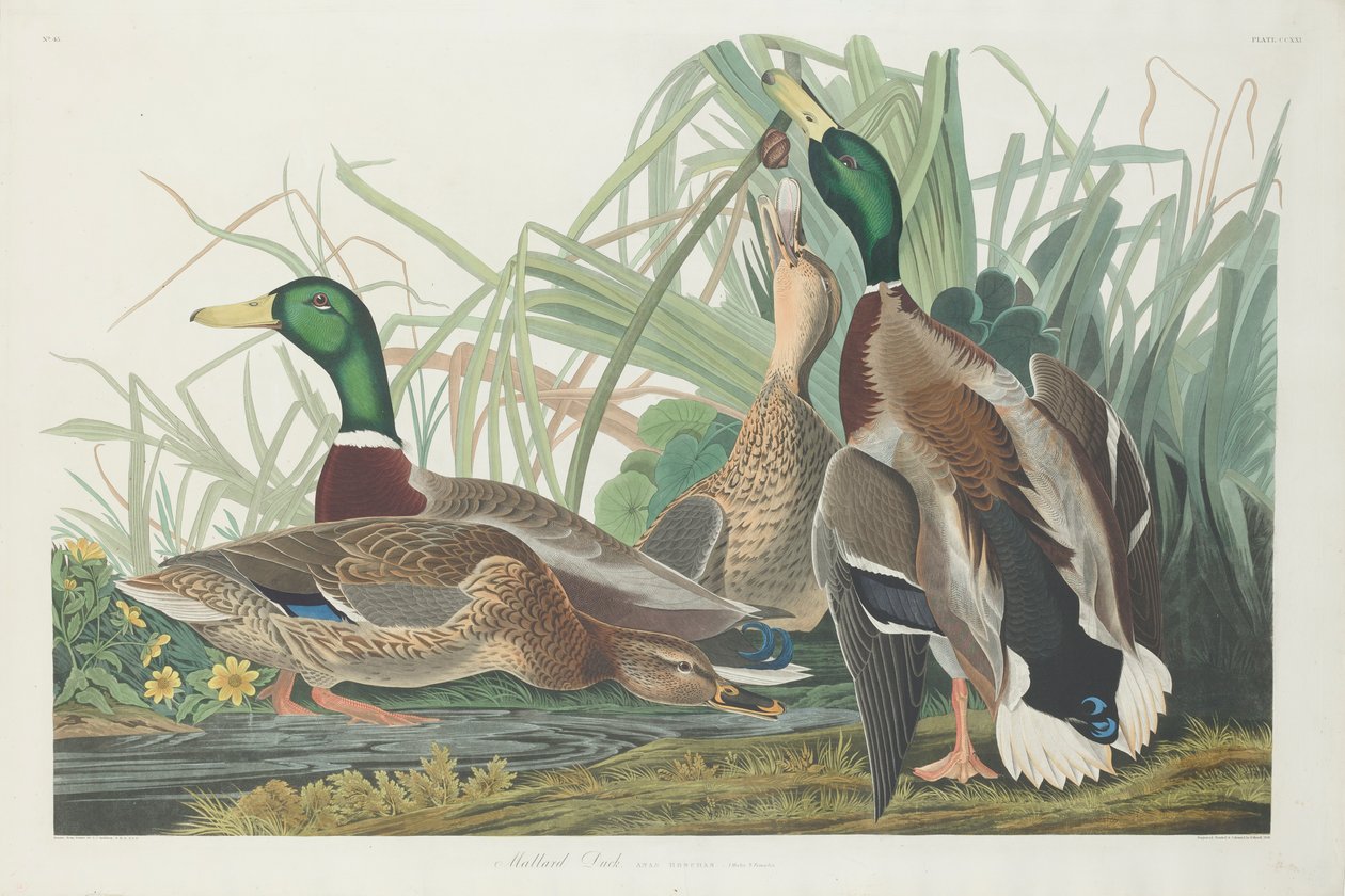 Gräsand, 1834 av John James Audubon