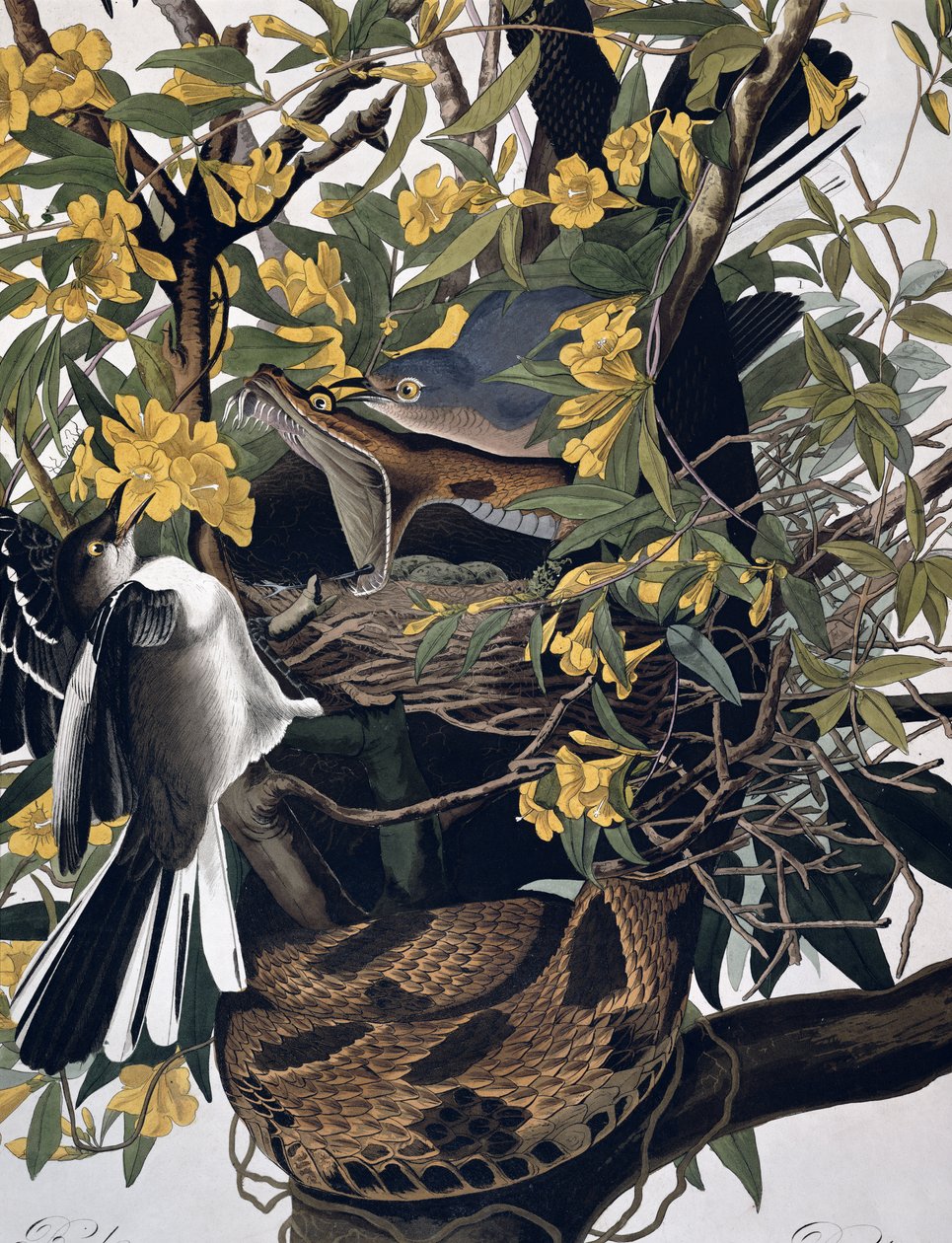 Mocking Birds and Rattlesnake, från Birds of America, graverad av Robert Havell 1793-1878, färgad detalj av graveringen 195125 av John James Audubon