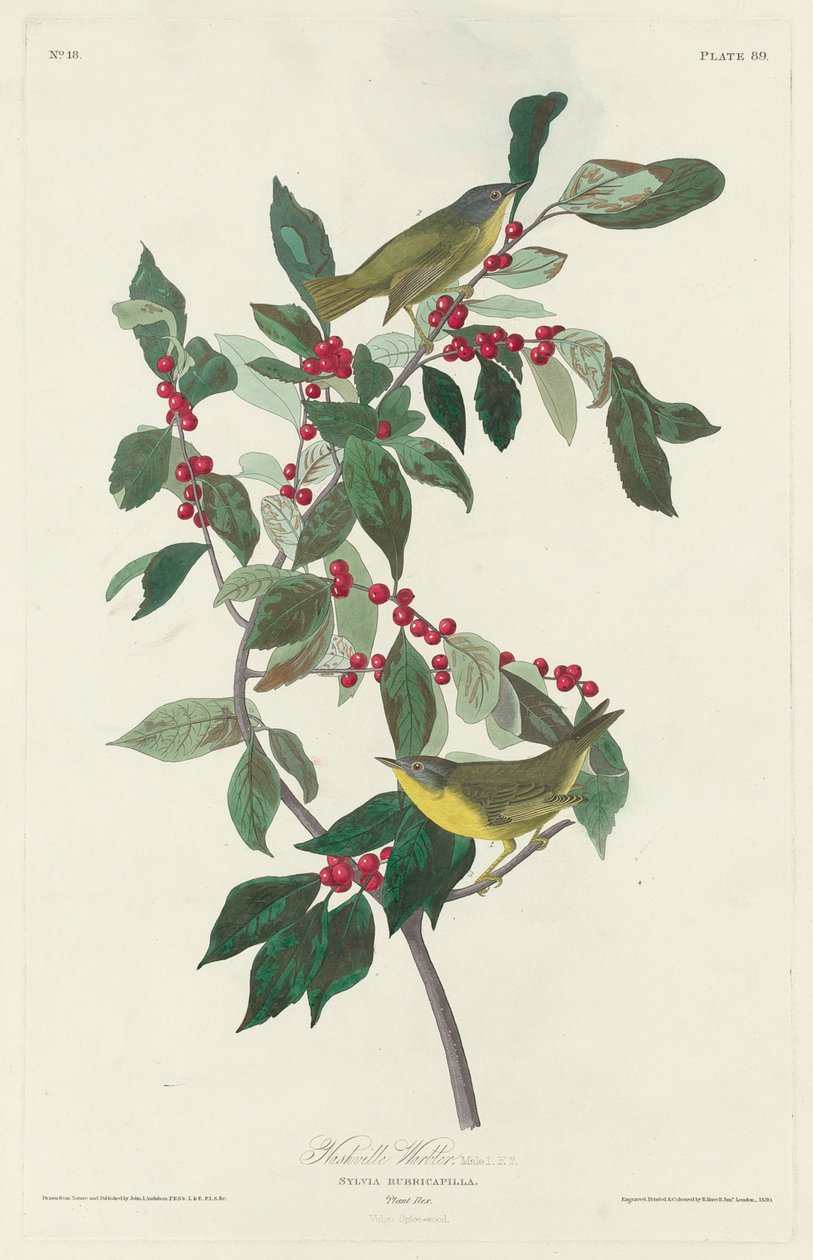 Nashville sångare, 1830 av John James Audubon