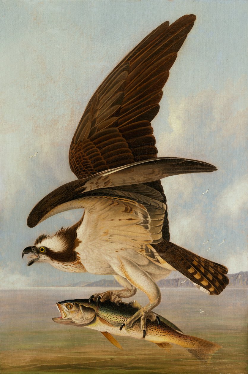 Osprey and Weakfish, 1829 (olja på duk på hardboard) av John James Audubon